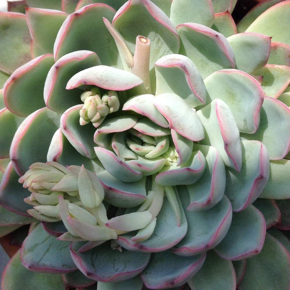 エケベリアの投稿画像 By Muuufkrさん 花芽と多肉植物と植物のある暮らしとボタニカルライフと剪定とgs日和とカットとno Green No Lifeとエケベリア アプスと自己流と美しいとエケベリア属と成長記録と花のある暮らしとベンケイソウ科とかわいいな と加工なしとタニク