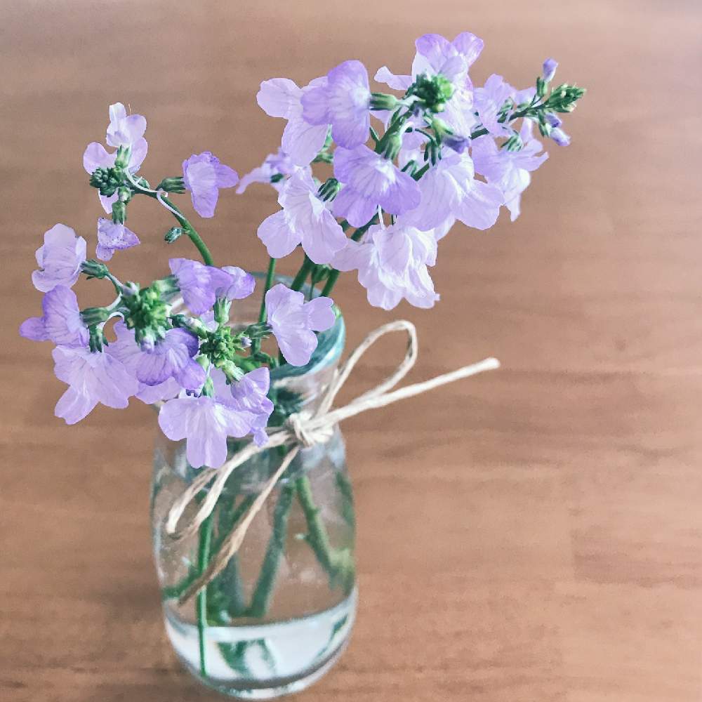 オオマツバウンランの投稿画像 By Kukkaさん 野の花と薄紫色の花と紫色の花とナチュラルスタイルと花のある暮らしと小さな花とかわいいな とひらひらと小花会 19月4月21日 Greensnap グリーンスナップ