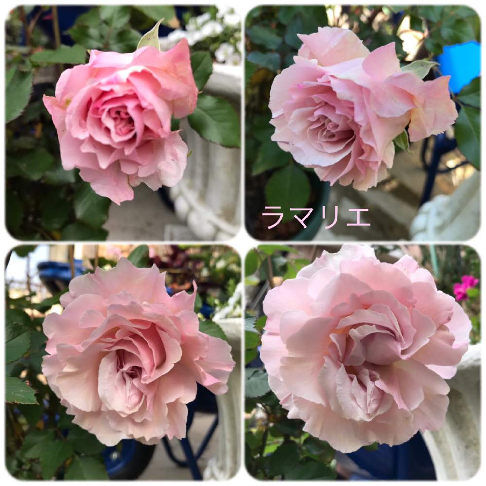 バラ ラマリエの投稿画像 By Roiさん 薔薇愛同盟と1番花とピンク ピンクと可愛い と鉢植えと綺麗な色 と花のある暮らしとバラ 四季咲き 19月4月21日 Greensnap グリーンスナップ