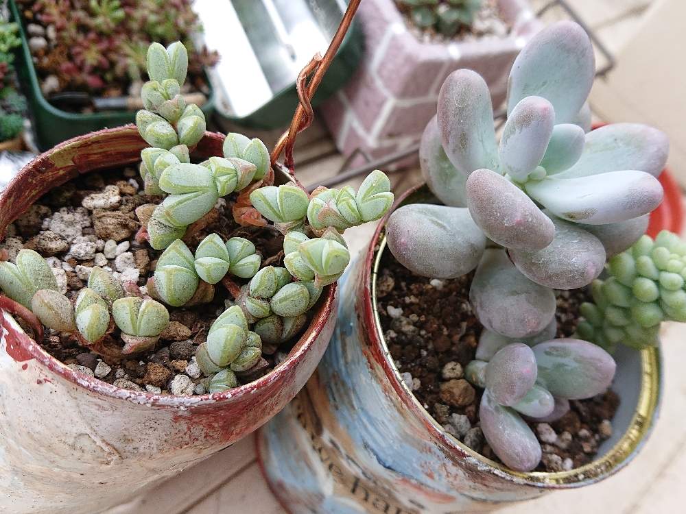 碧魚連の投稿画像 By 雪さん 多肉植物と多肉大好きとリメ缶 手作りリメイク缶と多肉植物寄せ植えと多肉女子とリメイク缶と多肉寄せ植えと多肉初心者と 一人暮らし 19月4月21日 Greensnap グリーンスナップ