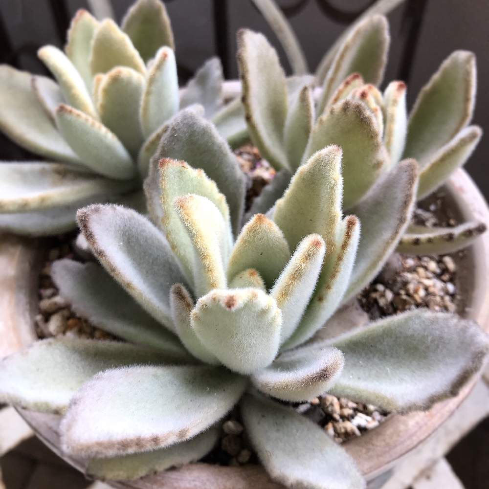 月兎耳 白うさぎの投稿画像 By Mamisazさん 半日陰とシェードガーデンとベランダガーデンと日陰とわが家の多肉さんとイースターとカランコエ属とマンション暮らしと半日陰のベランダ 19月4月21日 Greensnap グリーンスナップ