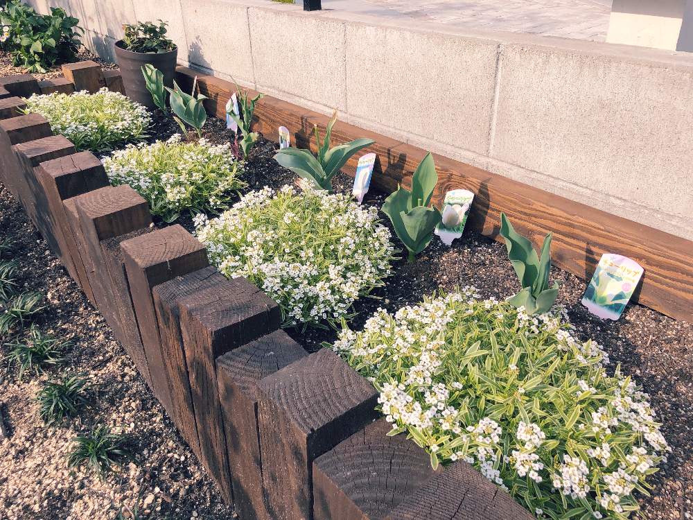 スーパーアリッサム フロスティナイトの投稿画像 By つばきさん 花壇と春らしいとスーパーアリッサム と花のある暮らしと地植え 19月4月21日 Greensnap グリーンスナップ