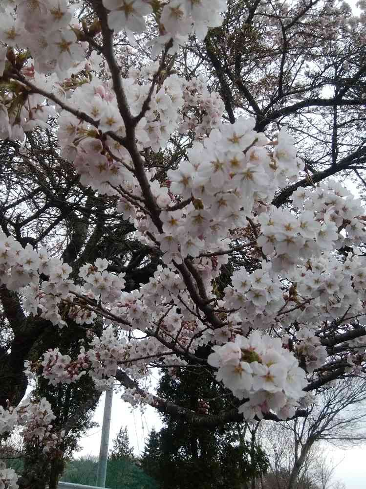 ちゃーちゃんさんの山下公園への投稿