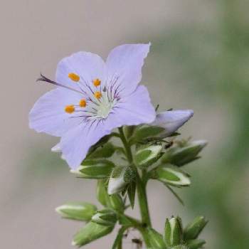 ハナシノブ属ハナシノブ科の投稿画像一覧 Greensnap グリーンスナップ ハナシノブ属ハナシノブ科の投稿画像一覧 Greensnap グリーンスナップ