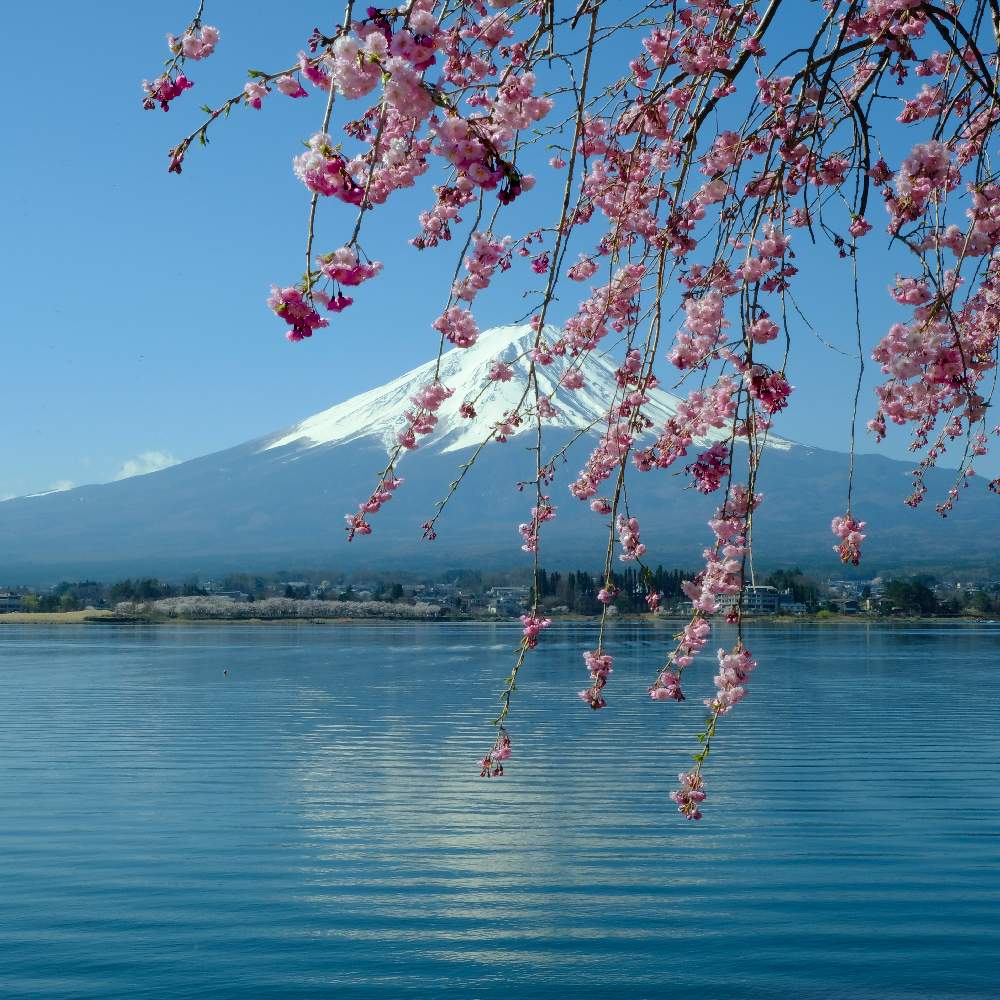 Fujifilm X T2の投稿画像 By ピッチさん 富士山と河口湖と富士山とさくらさくら 服部浩子とさくらさくら咲け咲けさくらと富士山と河口湖と桜 と 19桜 フォトコンテストと富士山河口湖桜と桜と河口湖と富士山とフジノンレンズ Xf18 55mmf2 8 4 R Lm Oisとさくら さくら