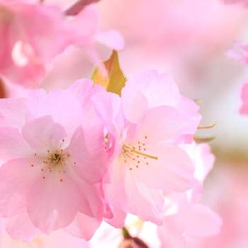 東山動植物園 桜マップ19 の投稿画像一覧 Greensnap グリーンスナップ