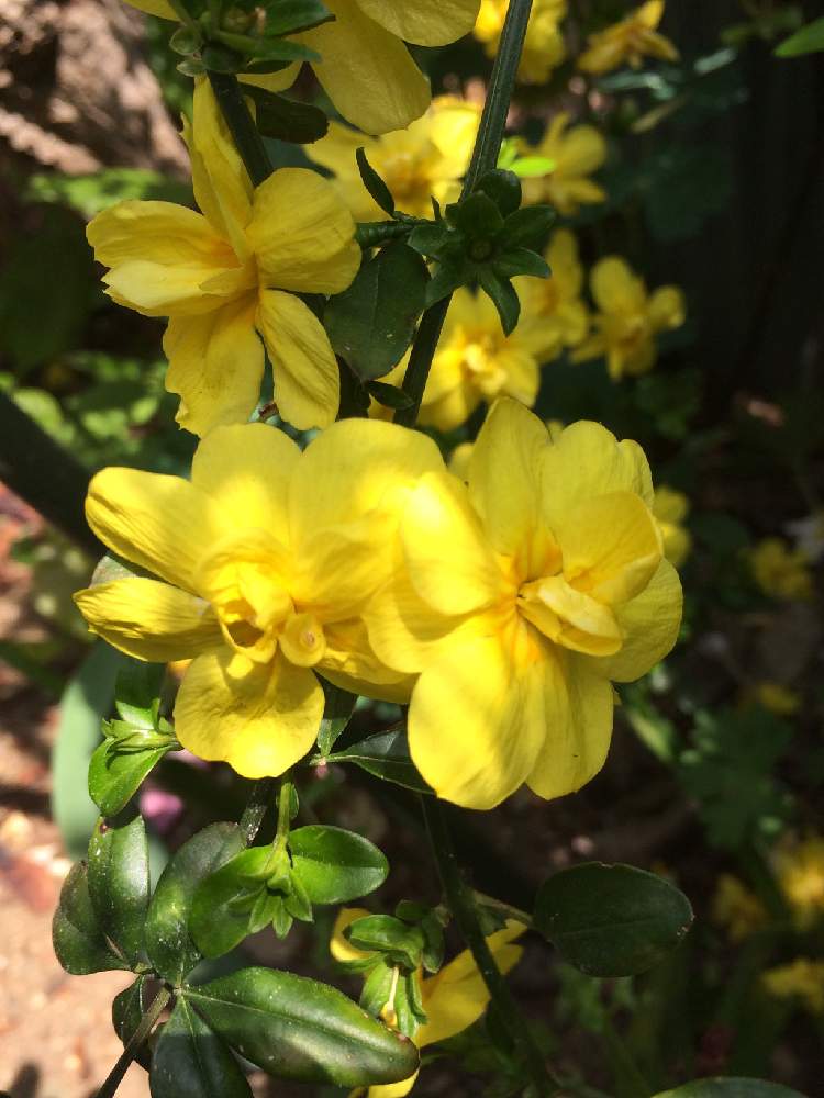 雲南黄梅の投稿画像 By ふらわさん 春に咲く花と黄色い花 ﾟと令和最初の植物 お花フォトコンと黄色い花 と黄色の花と黄色い花 と黄色 だった ときいろいお花と花のある暮らしと黄色いお花 19月4月21日 Greensnap グリーンスナップ