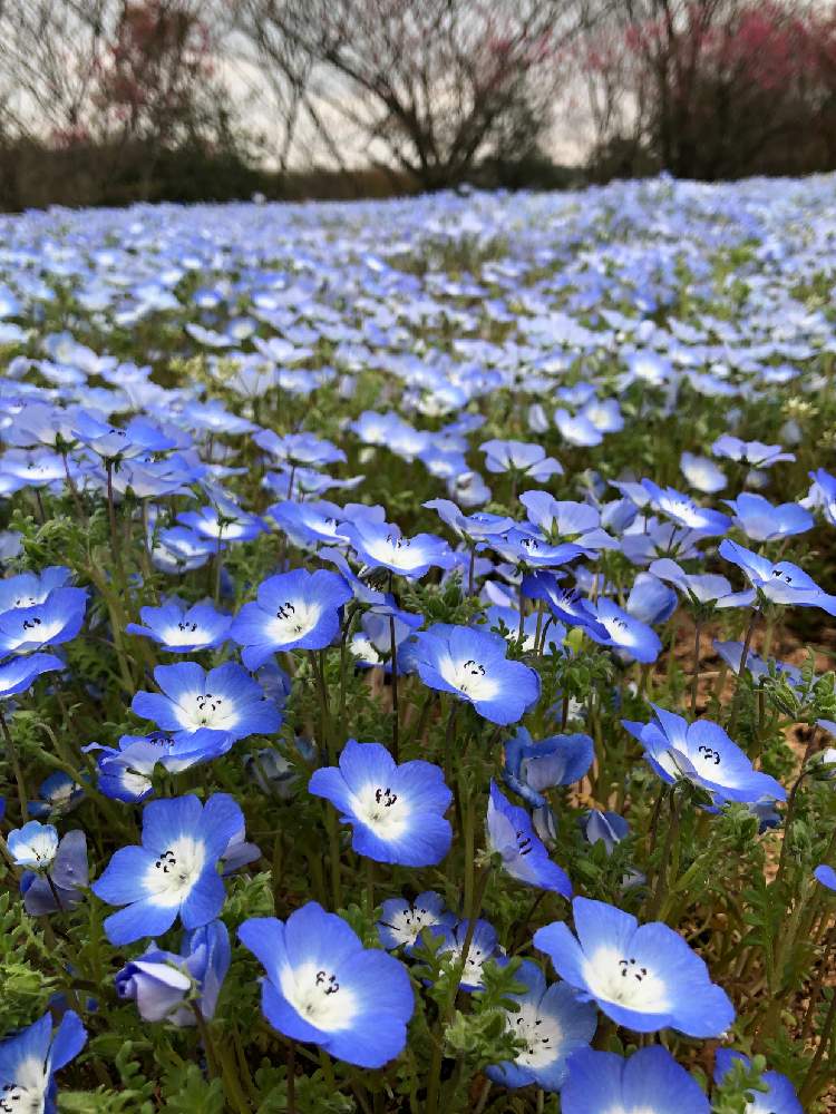 ネモフィラの投稿画像 By Poponさん 春のお花と景色と素敵な場所と美しいとおでかけ先と花のある暮らしとブルーの花と花が好きと春のお花と景色と素敵 な場所と美しいとおでかけ先と花のある暮らしとブルーの花と花が好き 19月4月21日 Greensnap グリーンスナップ