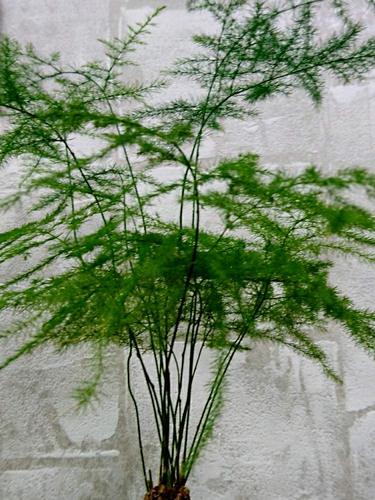 多肉植物の投稿画像 By サムゾウさん 観葉植物と植物のある暮らしとアスパラガス ナナスとシダ植物 19月4月21日 Greensnap グリーンスナップ