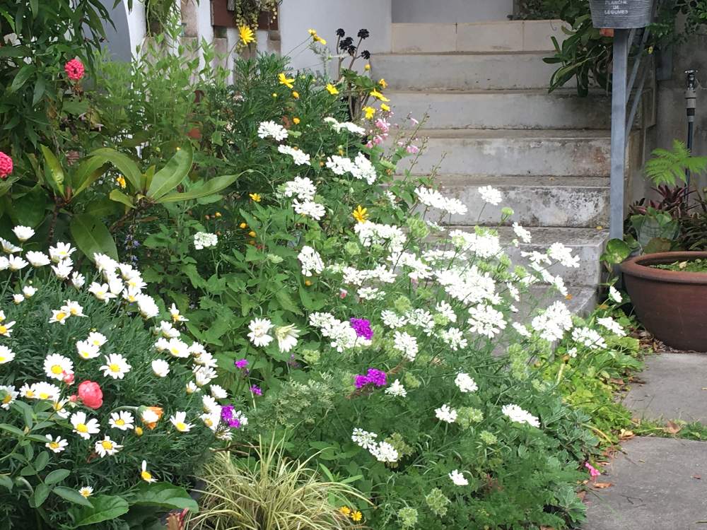 オルレアの投稿画像 By レンレンさん 沖縄と今日の一枚とガーデニングと花のある暮らしとお庭と頑張れ えっことgs植物うちなーぐち会 19月4月22日 Greensnap グリーンスナップ