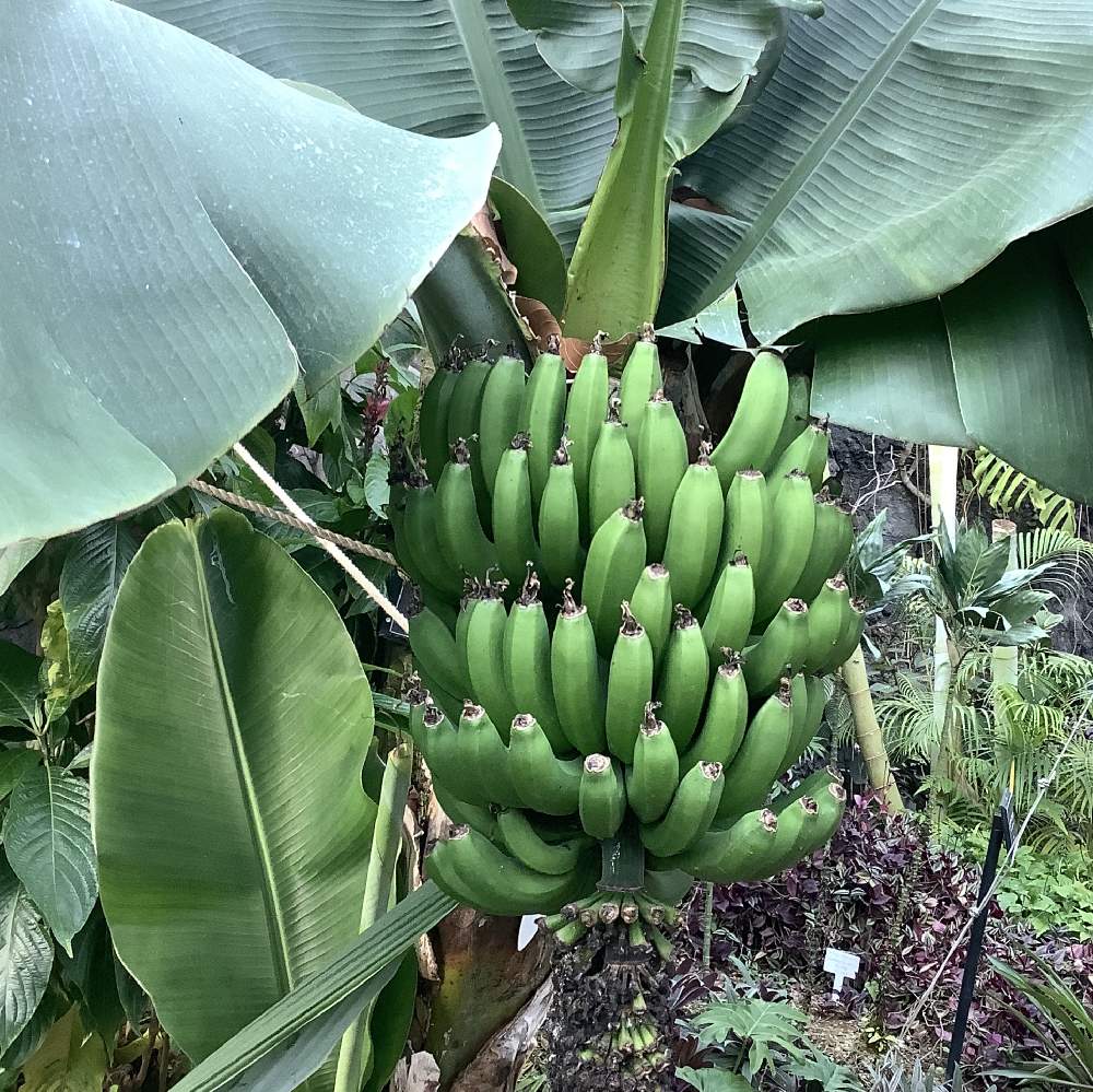 バナナ 瓜 の 育て 方