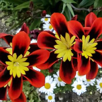 お散歩カメラの画像 by otoさん | お出かけ先とスパラキシスとお散歩カメラととある花壇と春色
