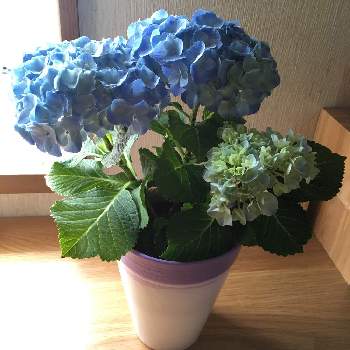 花色が変わるの画像 by りんりん❤︎さん | 窓辺と小さい庭とあっつい☀️とあじさい ブルーと令和最初の植物・お花フォトコンと可愛い色ときれいと紫陽花 アジサイ あじさいと花のある暮らしとかわいいな♡とウキウキと花色が変わる