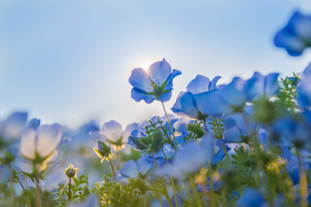 ネモフィラの投稿画像 By かおるっちさん お出かけ先と令和最初の植物 お花フォトコンと鶴見緑地と風車の丘と受賞作品と令和最初の植物 お花フォトコンと鶴見緑地と風車の丘 19月4月22日 Greensnap グリーンスナップ Greensnap グリーンスナップ