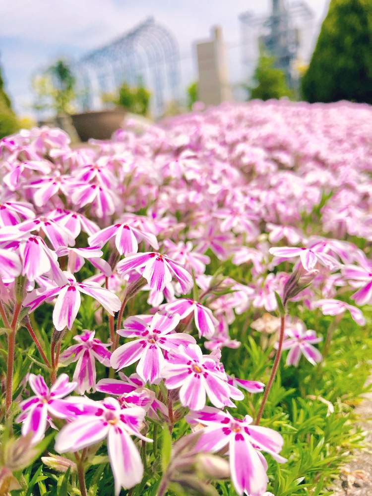シバザクラの投稿画像 By Modokinさん 植物と暮らすと今日の一枚と花言葉とピンク色の花と花のある暮らしとグランドカバーと咲いた 19月4月22日 Greensnap グリーンスナップ
