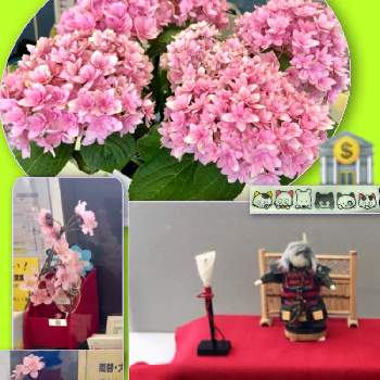 S銀行のおもてなし花の画像 by 織家さん | お出かけ先とアジサイと桜の造花と菖蒲の造花と山形とやっぱり斑入りが好きとおもてなしの花とS銀行のおもてなし花とどこでも植物と純白が好きとほんのりピンクが好きとiPhone撮影