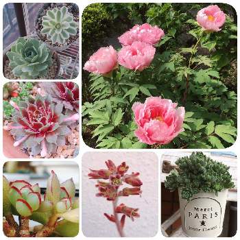 オロスタキス 岩レンゲの投稿画像一覧 Greensnap グリーンスナップ