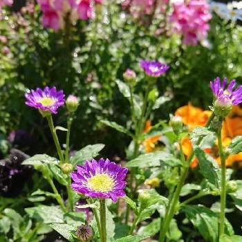 お花摘みの画像 by rigelさん | 小さな庭とちいさな花とGS映えとお花摘みと花のある暮らしとミヤコワスレ*