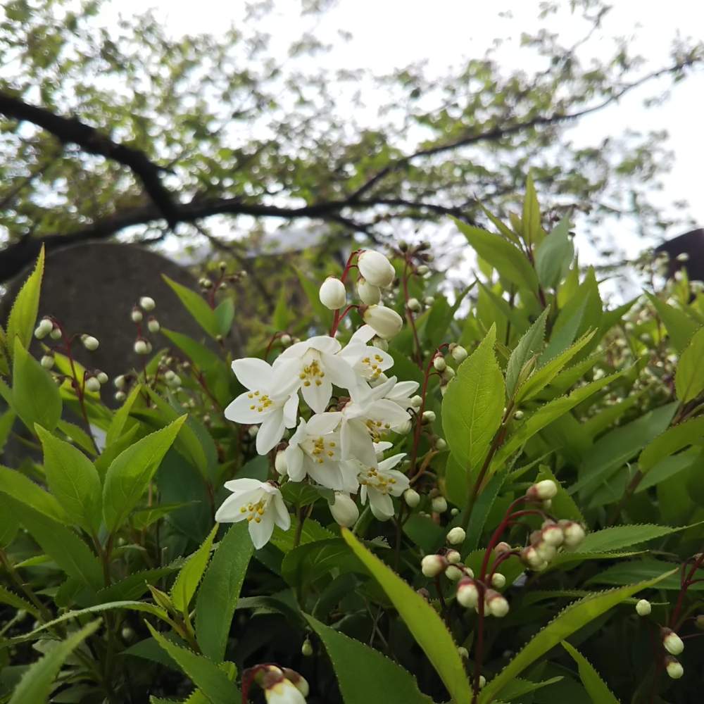 すべての美しい花の画像 最新花 白い 小さい たくさん 木