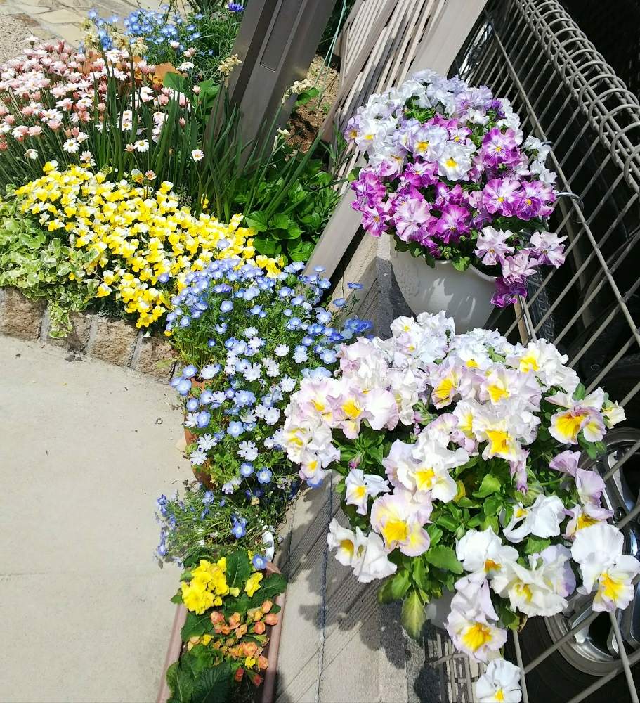 花のある暮らしの投稿画像 By Tkmさん 可愛いと花壇と鉢植え 19月4月22日 Greensnap グリーンスナップ