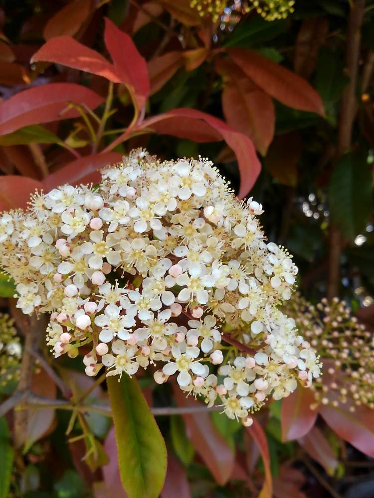 すべての美しい花の画像 上レッドロビン 花