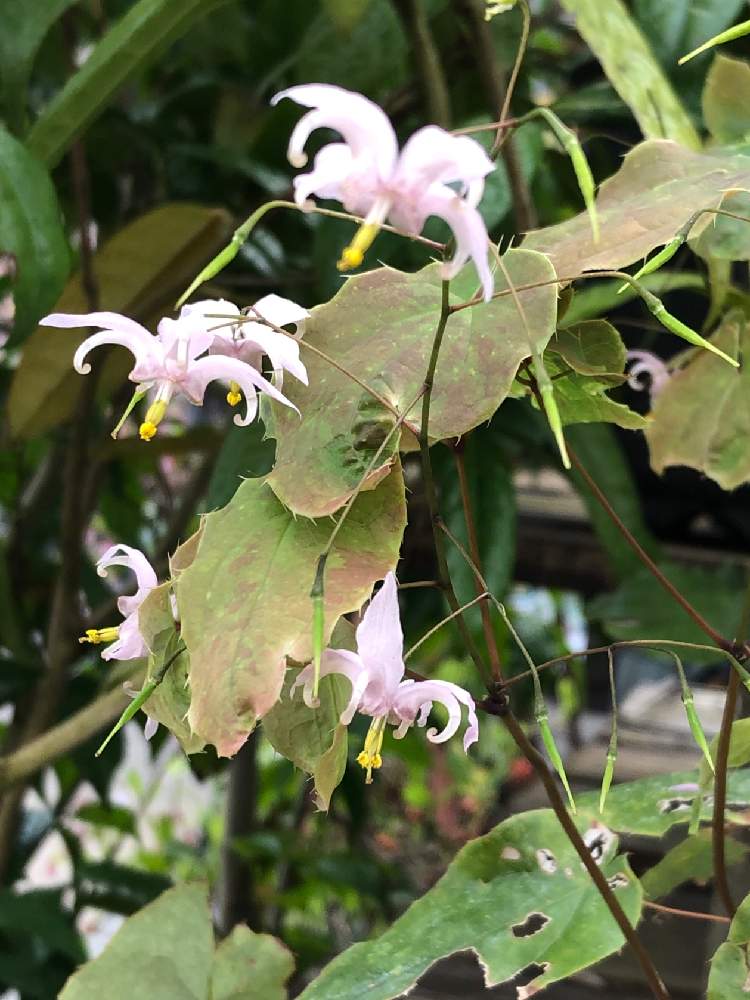 イカリソウの投稿画像 By Heathさん トキワイカリソウと春に咲く花と山野草とピンクと春の草花とメギ科 19月4月22日 Greensnap グリーンスナップ