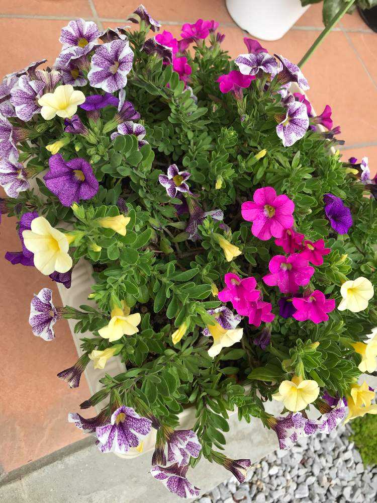 商談中】ガーデンカリブラコア スイングベル追記