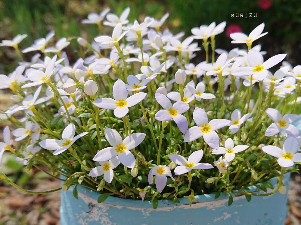 ヒナソウの投稿画像 By ブリズさん 庭の花とgs映えと花好きな人と繋がりたいと花のある暮らしと花が好き 19月4月22日 Greensnap グリーンスナップ