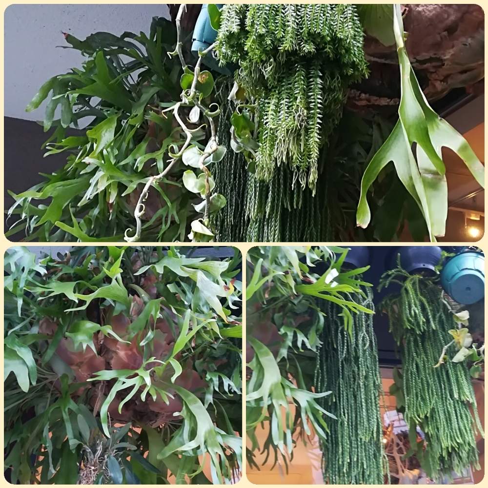 フペルジアの投稿画像 By ハイジさん ビカクシダと フペルジア と ビカクシダと東京散歩 19月4月22日 Greensnap グリーンスナップ