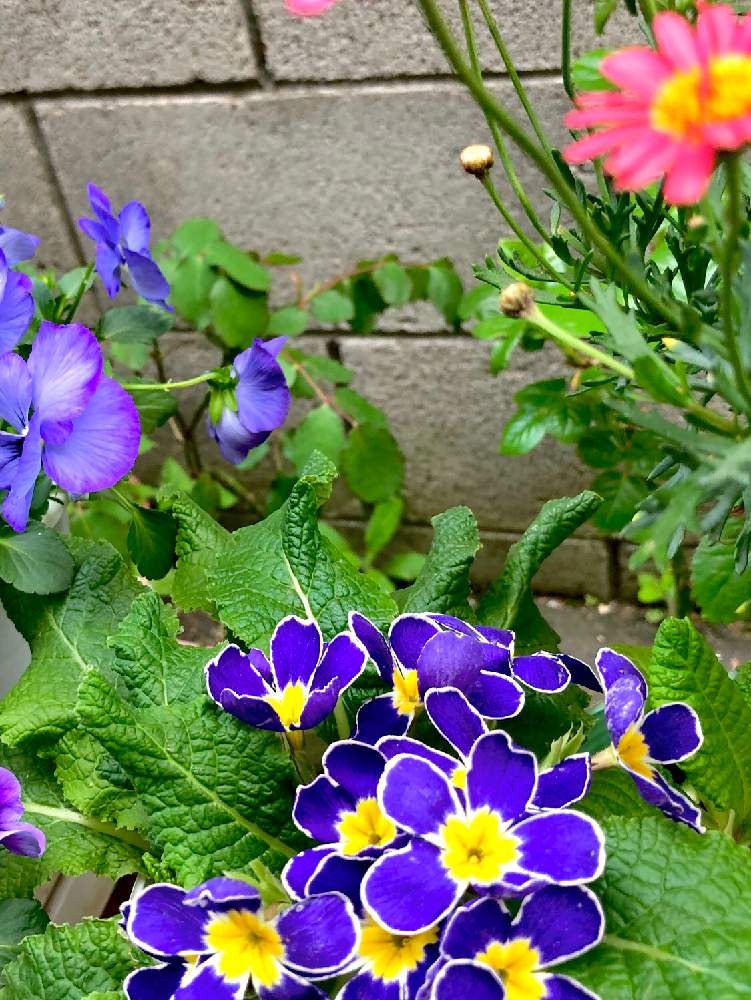 マーガレット モリンバ ヘリオ ウォーター メロンの投稿画像 By まちすけさん ビオラとプリムラ ポリアンサ プリムラ ジュリアンと鉢 プランター専門と半日陰とお気に入り と青い花とピコティー咲きと花のある暮らし 19月4月22日 Greensnap グリーンスナップ