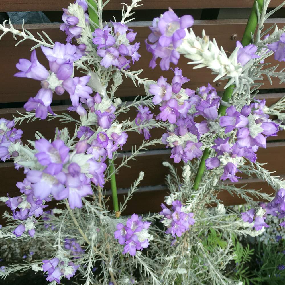 エレモフィラ ニベアの投稿画像 By Terariさん 花のある暮らしと常緑と緑のある暮らしと花のある暮らしと常緑と緑のある暮らし 19月4月22日 Greensnap グリーンスナップ Greensnap グリーンスナップ エレモフィラ ニベアの投稿画像 By Terariさん 花のある暮らしと常緑と緑のある暮らしと花のある暮らしと常緑と緑のある暮らし 19月4月22日 Greensnap グリーンスナップ Greensnap グリーンスナップ