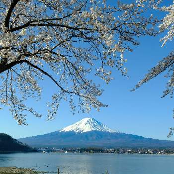 『富士桜』の画像 by ピッチさん | お出かけ先とFUJIFILM X-T2と富士山と『富士桜』とFUJIZAKURAと河口湖と富士山とさくらさくら　服部浩子とさくらさくら咲け咲けさくらと富士山と河口湖と桜と『2019桜』フォトコンテストとフジノンレンズ XF18-55mmF2.8-4 R LM OISと桜特集とさくら さくら 咲け咲け さくらと超高画質画像と桜まつり