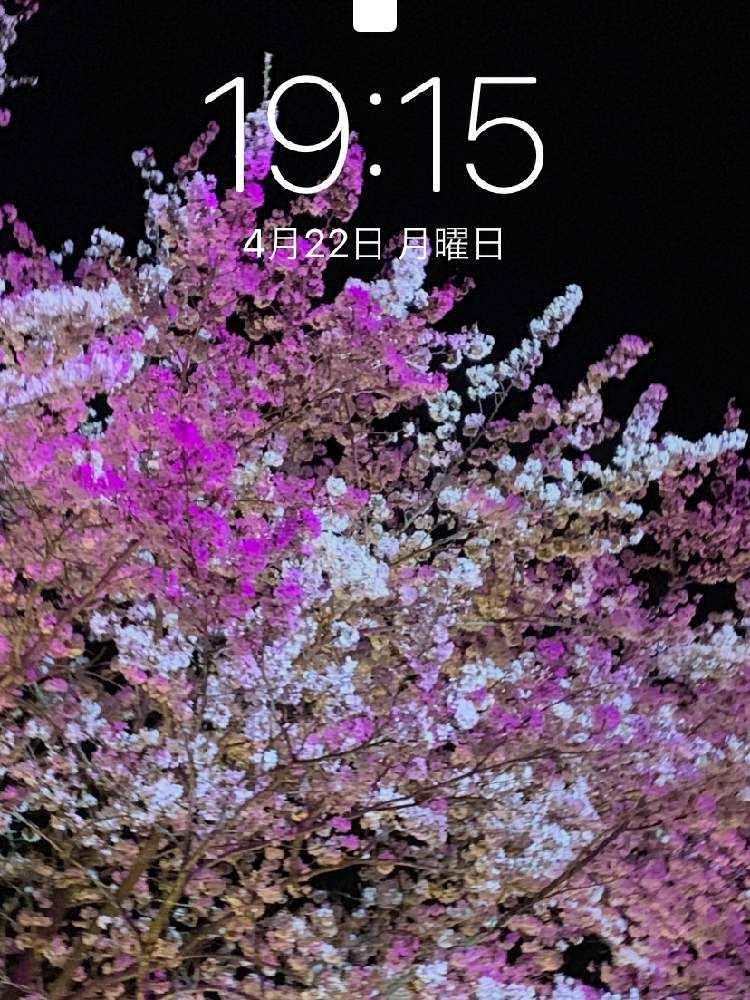 Naturalの投稿画像 By ゆかおんさん 夜桜と茨城タニラーと壁紙祭り