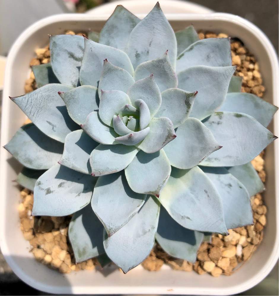 ブルーアイス の投稿画像 By フミヤンさん 観葉植物と多肉植物 19月4月22日 Greensnap グリーンスナップ