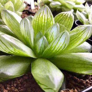 ハオルチア 花火の投稿画像一覧 Greensnap グリーンスナップ