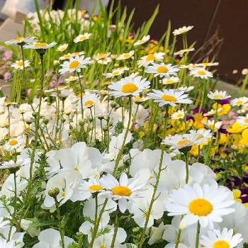 白のビオラの画像 by あーちゃんさん | 小さな庭と白のビオラと職場に花をと癒しの植物と緑のある暮らしと癒しの花と職場の花壇と私の癒し空間と花のある暮らしとノースポール♡