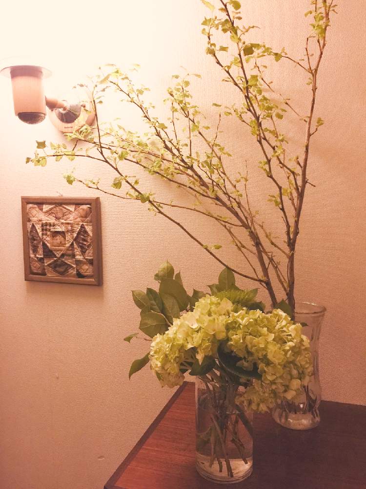 玄関の投稿画像 By Rieさん インテリアと植物とお花勉強中とアジサイ 紫陽花とライフスタイルと黄金葉といけばなと花のある暮らしとレモンリーフ と インテリアと植物とお花勉強中とアジサイ 紫陽花とライフスタイルと黄金葉といけばなと花のある暮らしとレモンリーフ