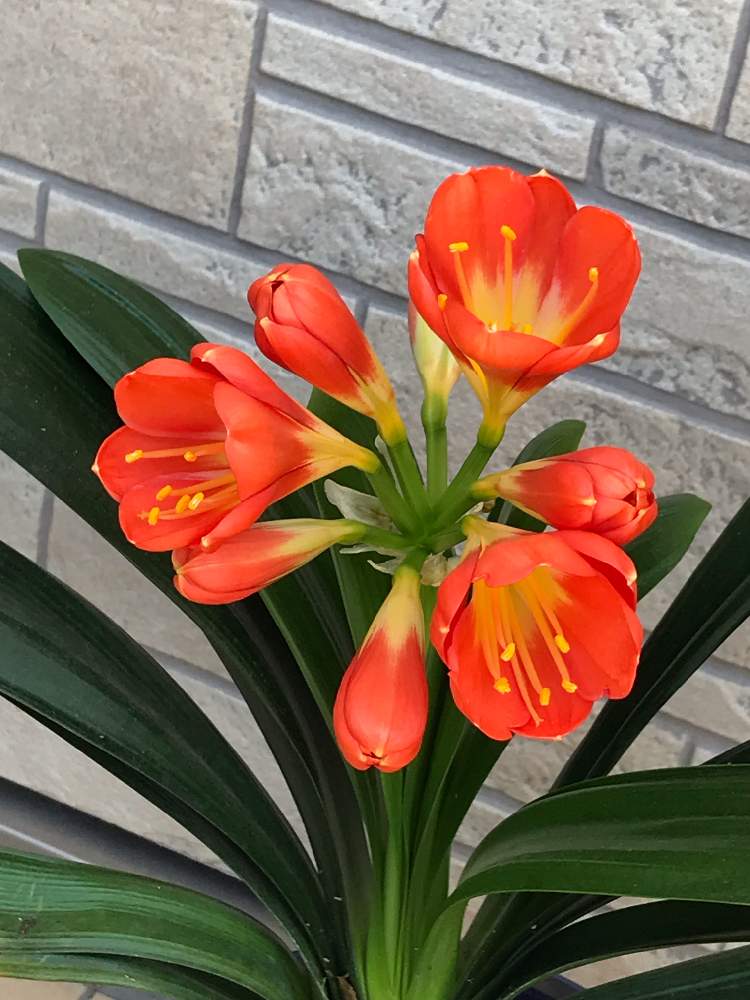 半耐寒性の投稿画像 By Frillさん オレンジ色の花と鉢植えと室内組 19月4月22日 Greensnap グリーンスナップ