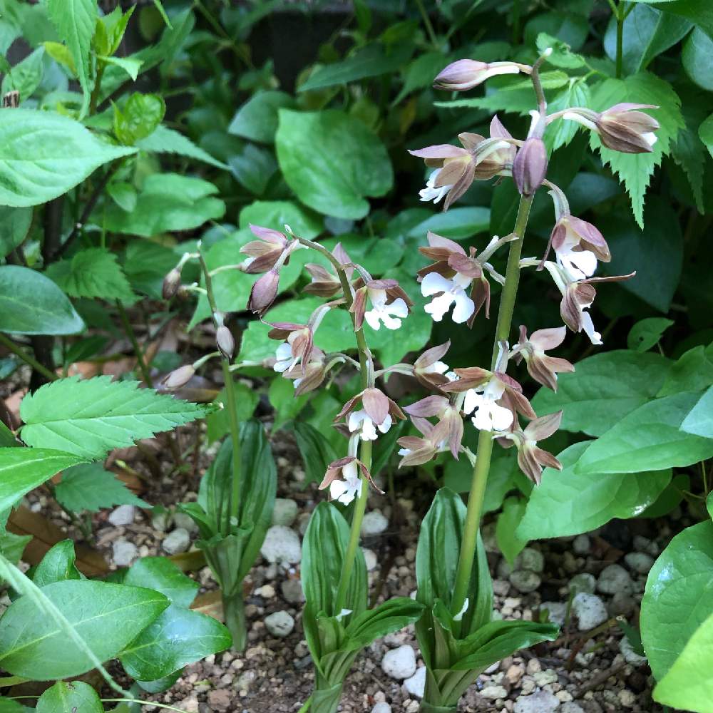 エビネの投稿画像 By Kikuchixさん 和の趣と半日陰と山野草とほったらかしと自生というか野生とどんどん増えるとエビネ 蘭と小さな庭と和の趣と半日陰と山野草とほったらかしと自生というか野生とどんどん増えるとエビネ蘭 19月4月22日 Greensnap グリーン エビネの投稿画像 By Kikuchixさん 和の趣と半日陰と山野草とほったらかしと自生というか野生とどんどん増えるとエビネ 蘭と小さな庭と和の趣と半日陰と山野草とほったらかしと自生というか野生とどんどん増えるとエビネ蘭 19月4月22日 Greensnap グリーン