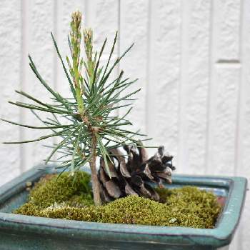松ぼっくりから盆栽の投稿画像一覧 Greensnap グリーンスナップ