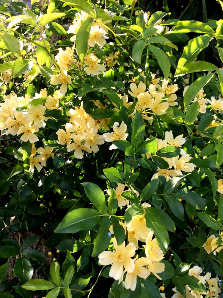 モッコウバラの投稿画像 By 美鳥さん モッコウバラ黄色とモッコウバラ一重咲きと春楽し と自然のままにと キラキラ と植えっぱなし の庭と花のある暮らし 19月4月23日 Greensnap グリーンスナップ