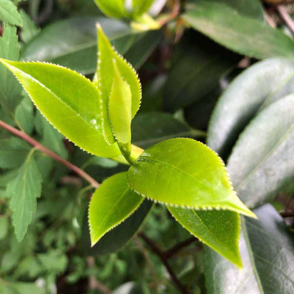 春ですね 新芽いろいろ 19 Greensnap グリーンスナップ