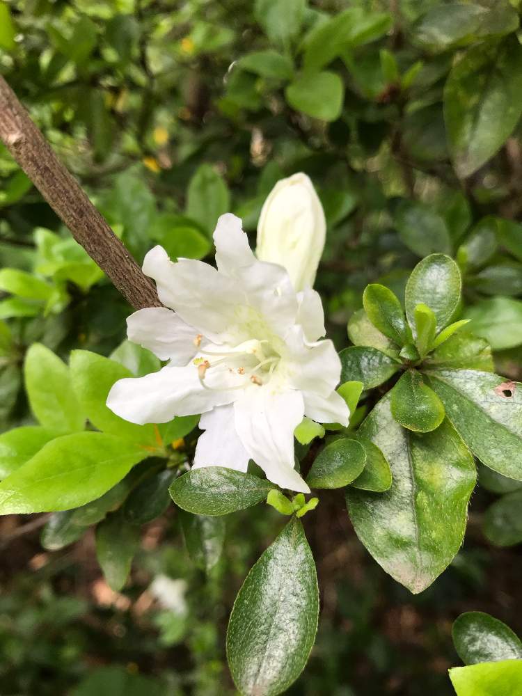 クルメツツジの投稿画像 By 檀 Mayumiさん 放ったらかしの庭と白ツツジと咲いてきた 19月4月23日 Greensnap グリーンスナップ