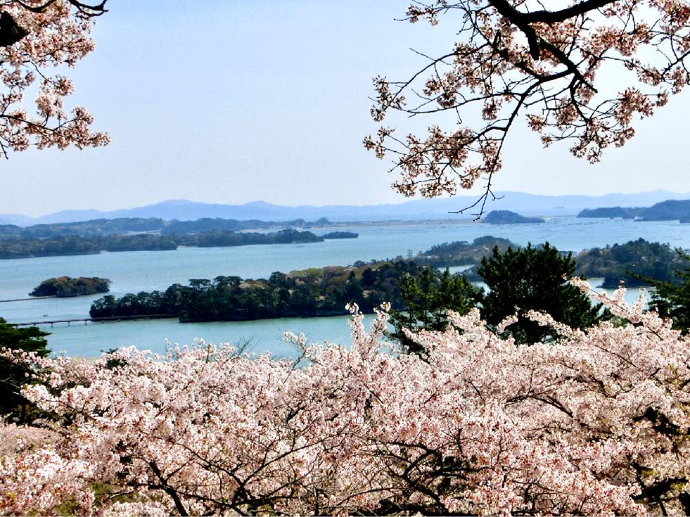 サクラの投稿画像 By チョウサンさん 日本三景と松島と 19桜 フォトコンテスト 19月4月23日 Greensnap グリーンスナップ