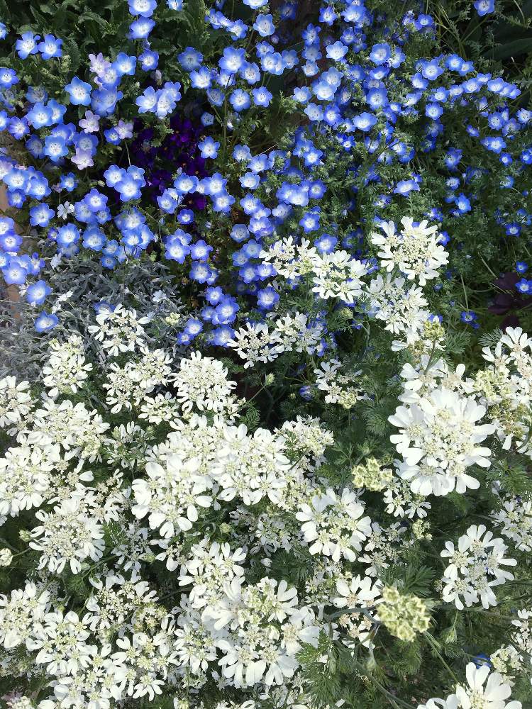 オルレアの投稿画像 By ようこさん オルラヤとネモフィラとオルレア ホワイトレース とビオラとビオラ ヌーベルヴァーグと花壇とはるが来た と我が家の花壇と可愛いとガーデニングと花のある暮らし 19月4月23日 Greensnap グリーンスナップ