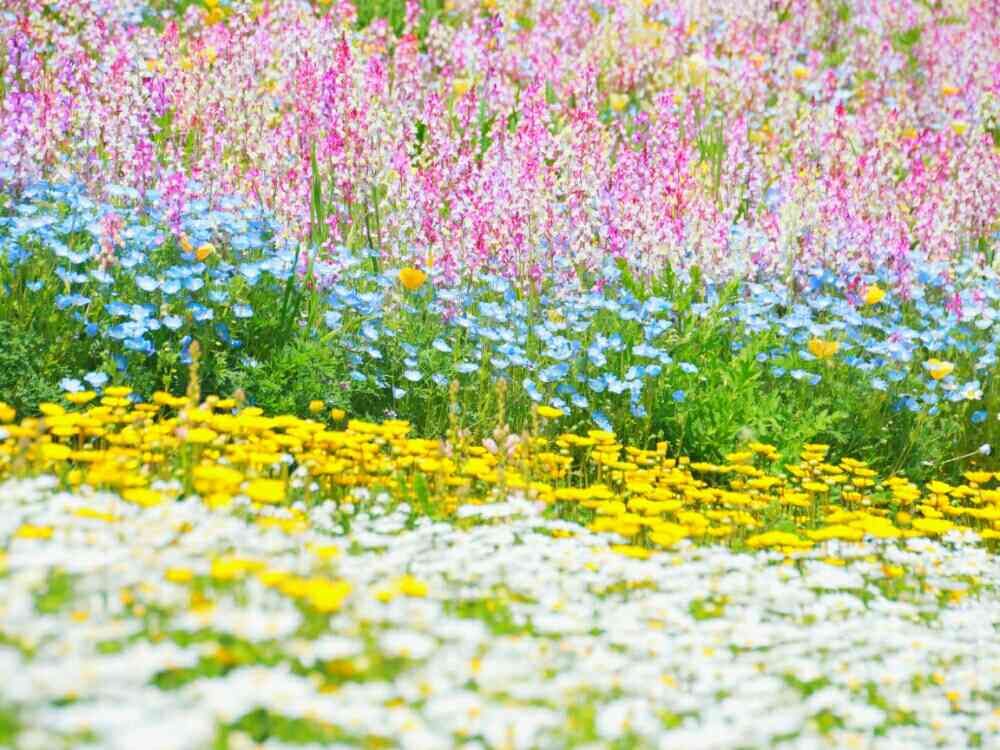 まるえさんの里山ガーデン（大花壇）への投稿