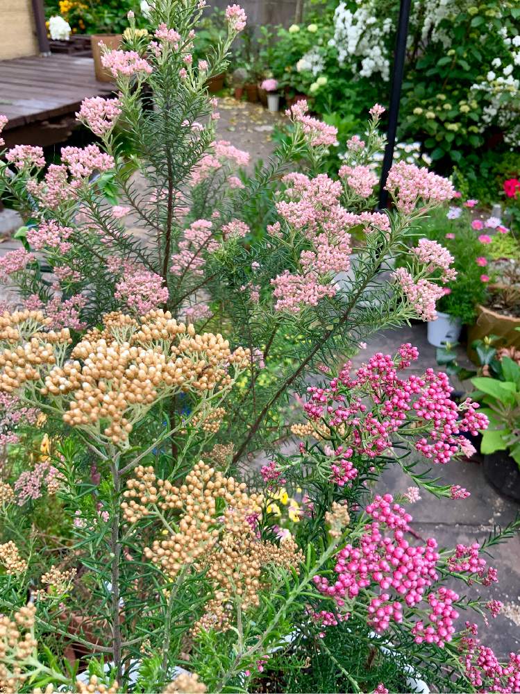 ライスフラワー の投稿画像 By 8787さん 花のある暮らしと植中毒と植物のある暮らし 19月4月23日 Greensnap グリーンスナップ