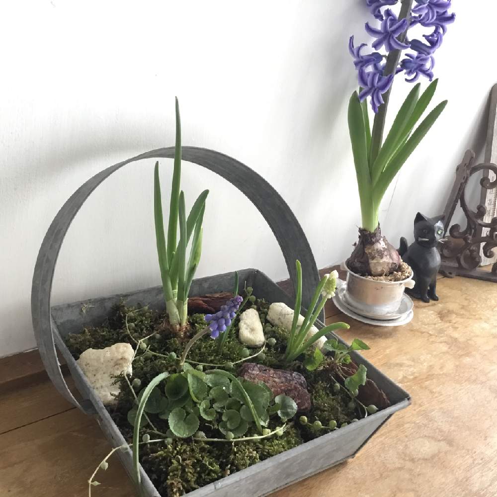 芽出し球根の投稿画像 By あおいねこさん 室内組と ムスカリと春の花々 と春の訪れと 秋植え球根 フォトコンテストと北海道と春の足音と盆栽と紫の花 19月4月23日 Greensnap グリーンスナップ