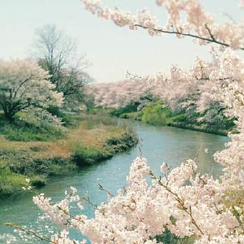 春だ♡の画像 by ❀ mimo ❀さん | お出かけ先とソメイヨシノとさくら サクラ 桜と犬好きとネコのいる暮らしとやさしい色...とピンクの花と猫好きと川沿いの桜並木と春だ♡と満開と『2019桜』フォトコンテストとおさんぽと咲いた♡︎ʾʾとグリーングリーン♪と橋の上からと犬のいる暮らしと花のある暮らしと白い花とふんわりとかわいいな♡