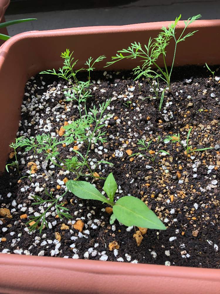 ディルの投稿画像 By すばるさん 家庭菜園奮闘日記とキッチンハーブ 19月4月23日 Greensnap グリーンスナップ